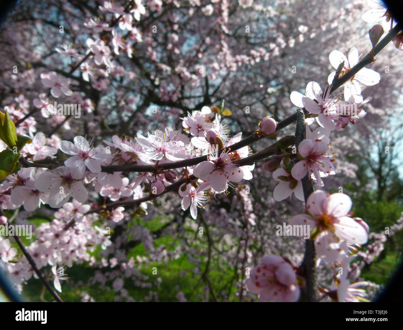 Ornamentale giapponese di ciliegio in piena fioritura in bella luce Foto Stock