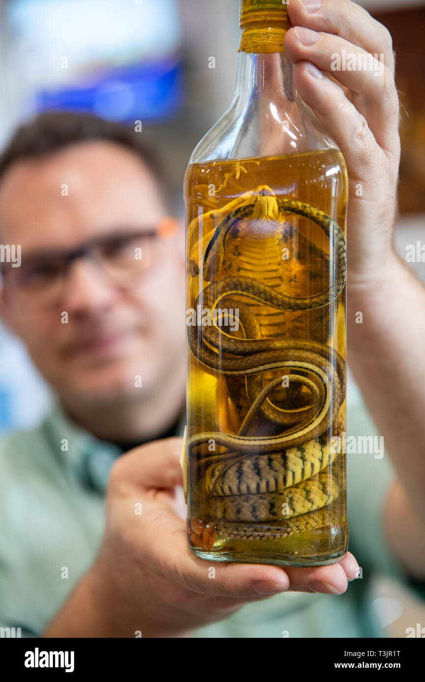 Norimberga, Germania. Decimo Apr, 2019. Un funzionario doganale presenta un serpente schnapps (cobra in alcool) confiscati dalla Dogana all'aeroporto di Norimberga come parte di una presentazione da parte delle autorità doganali e l'Agenzia federale per la conservazione della natura (BfN) sul traffico illecito di vacanza di souvenir. Credito: dpa picture alliance/Alamy Live News Foto Stock