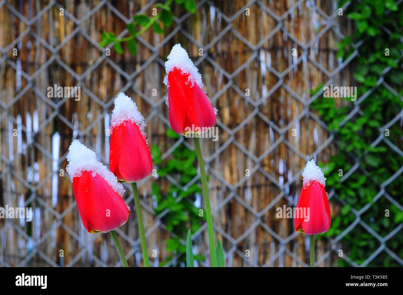 I tulipani (Tulipa, Lilioideae), con copertura di neve Foto Stock