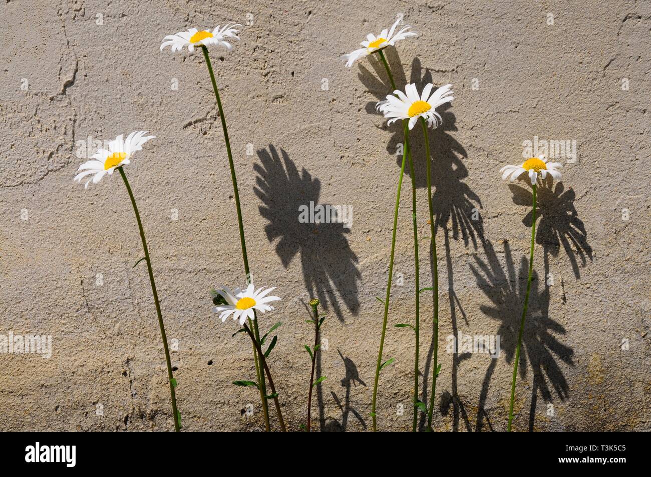 Leucanthemum vulgare, Syn. L. ircutianum Foto Stock