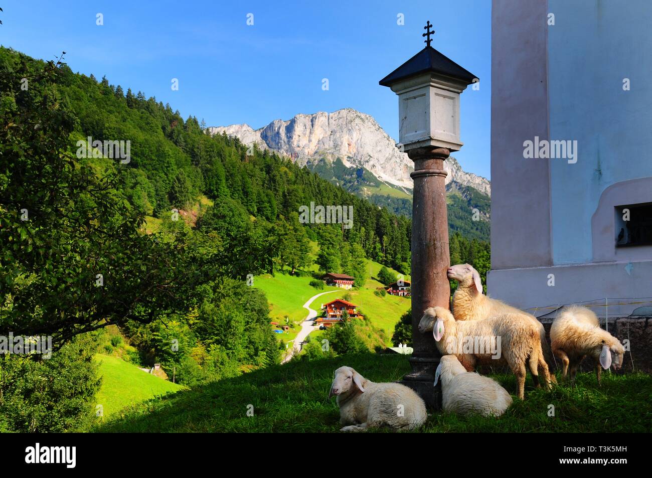 Pecore nel sagrato della chiesa di pellegrinaggio di Maria Gern, vicino a Berchtesgaden, sullo sfondo il monte Untersberg, Baviera, Germania, Europa Foto Stock