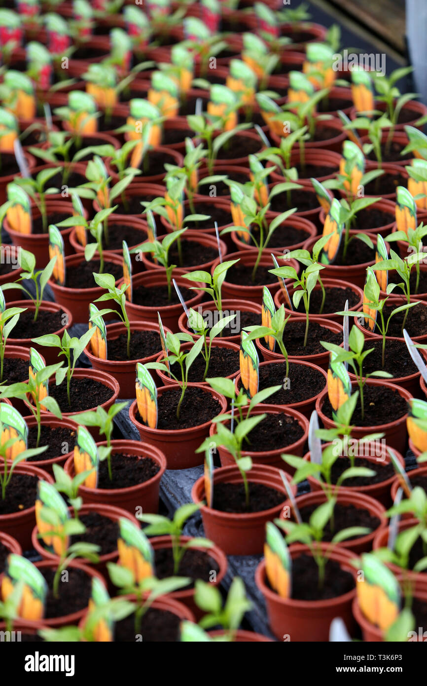 Vista generale di piante, nei cestini appesi, di impianto e di materiali di consumo in un locale centro giardino nel West Sussex, Regno Unito. Foto Stock