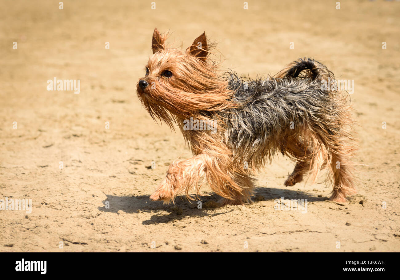 Yorkshire terrier cane con capelli lunghi camminando e giocando sulla spiaggia di sabbia Foto Stock