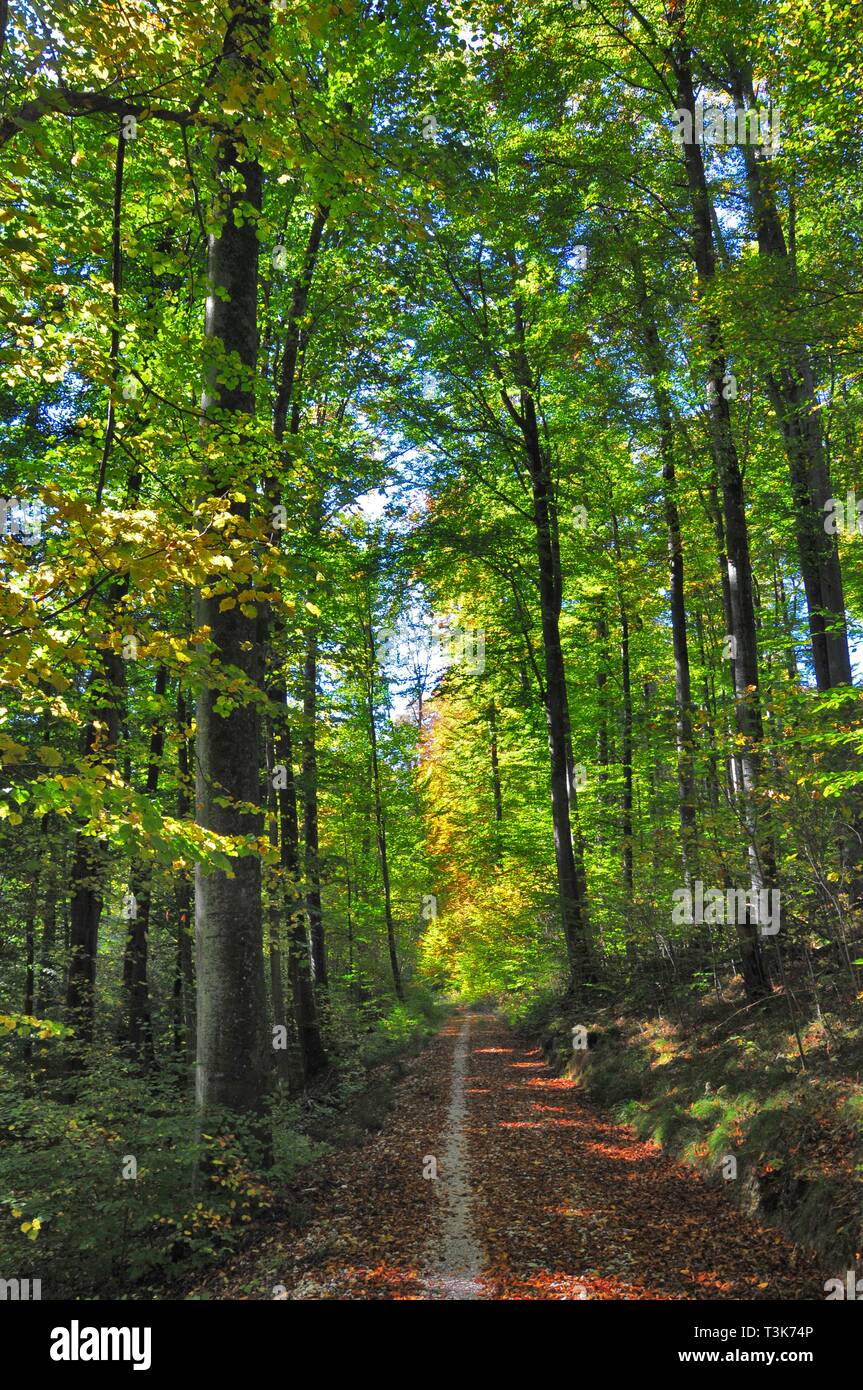 Bosco autunnale, Western foreste del parco naturale, a Augusta, Svevia, Baviera, Germania, Europa Foto Stock