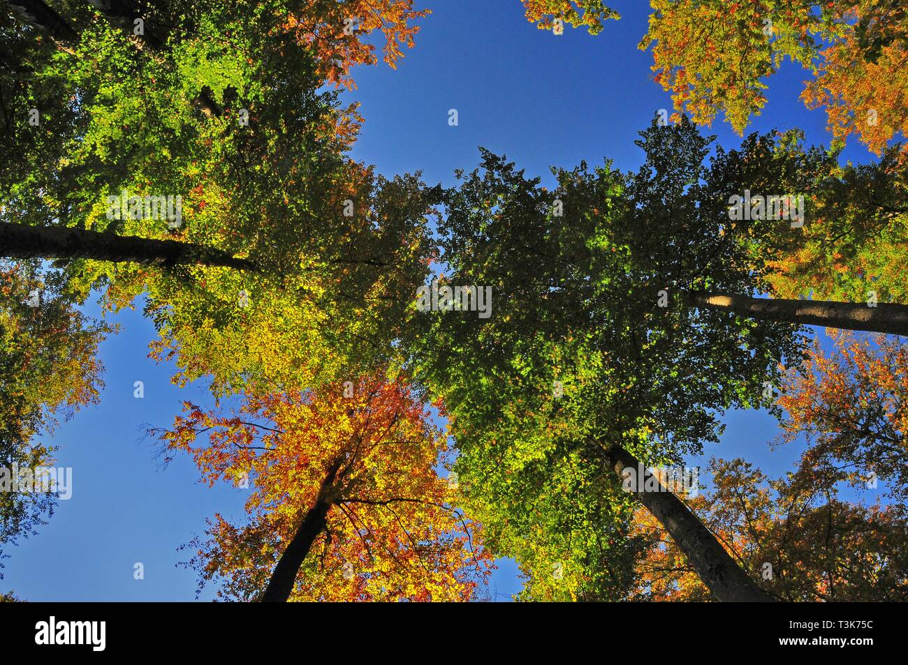 Foresta di autunno dal di sotto, West foreste Natura Park, vicino a Augsburg, Svevia, Baviera, Germania, Europa Foto Stock