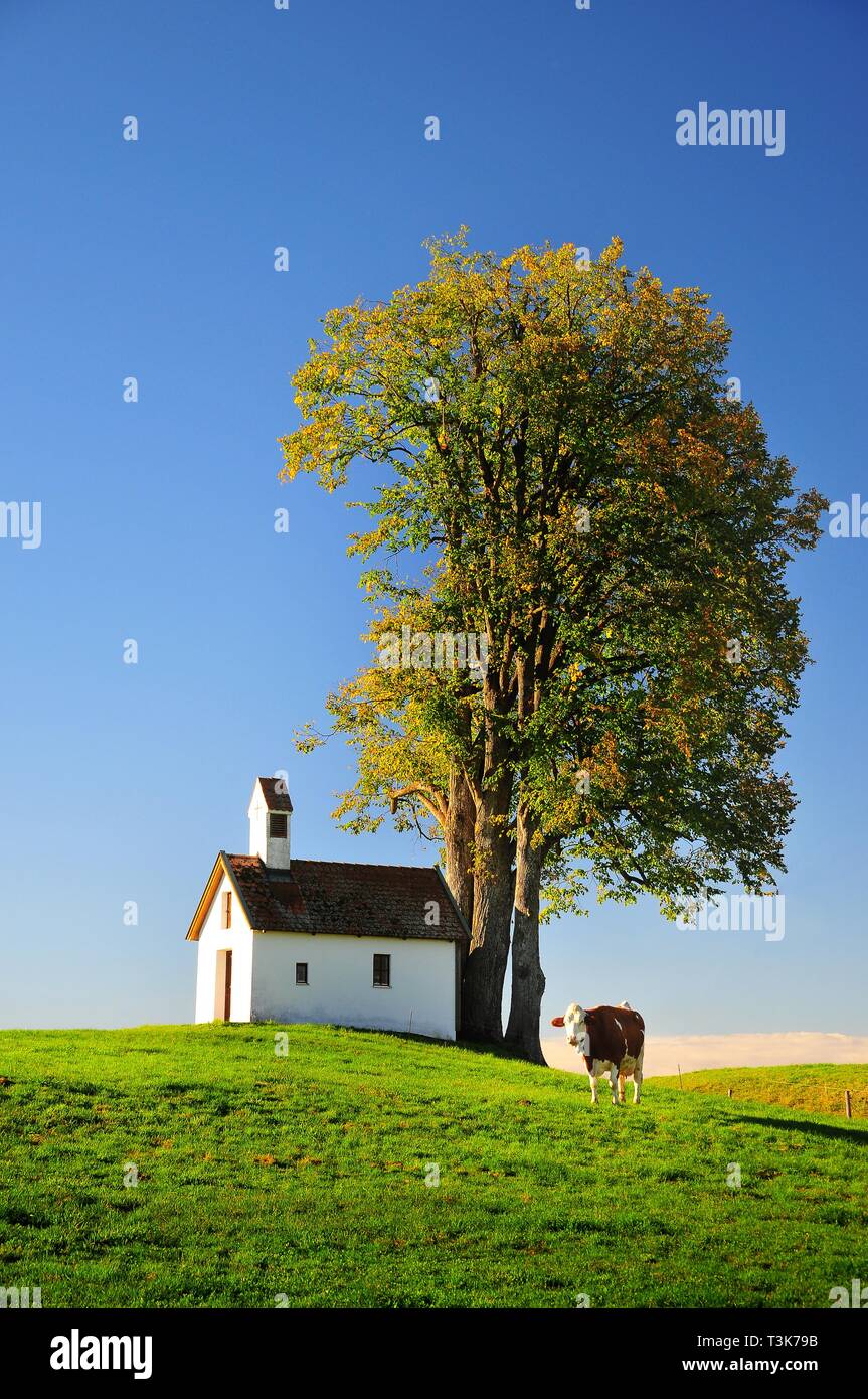 Mucca in un pascolo, sullo sfondo di un campo cappella, Pfaffenwinkel, Svevia, Baviera, Germania, Europa Foto Stock