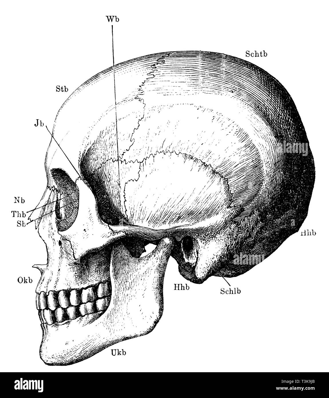 Umano: scheletro di testa nel profilo. Btb) Fronte osso; BTB) osso parietale; Hhb) osso occipitale; Schlb) Tempio osso; Wb) Wasp osso; Ukb) dell'osso mandibolare; Okb) ganascia superiore osso; Thb) osso lacrimale; Sb) sinusite etmoide osso; Nb) osso nasale; Jb) zigomi, anonym Foto Stock