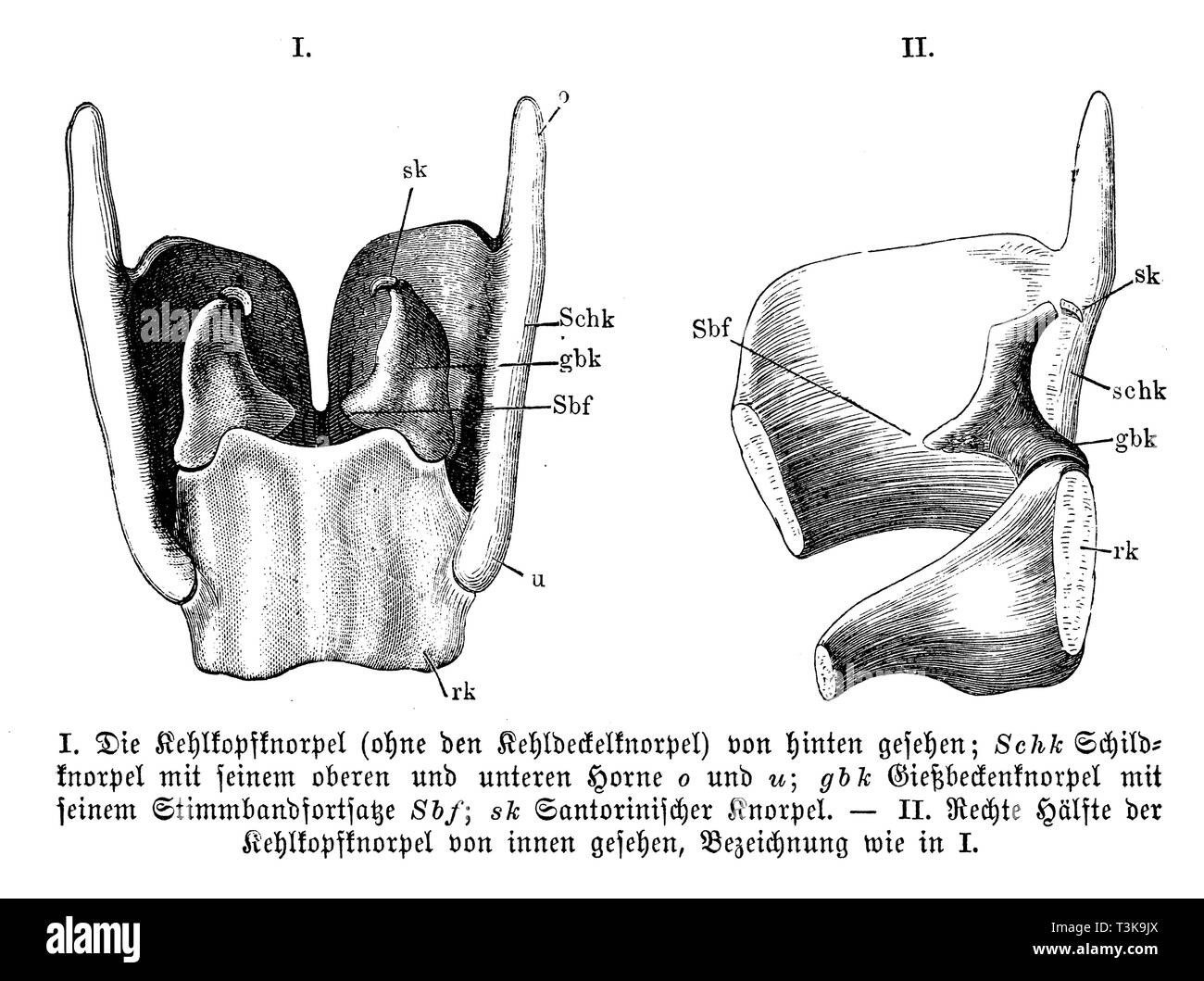 Umano: i) la cartilagine laringea (Senza cartilagine epiglottide) visto da dietro; cartilagine di schermo con il suo superiore e inferiore o avvisatore acustico) e u); gbk) Bacino di irrigazione la cartilagine con il suo processo strommband Sbf); sk) cartilagine di Santorini. II) la metà destra della cartilagine laringea visto dall'interno, iscrizione come in I., anonym Foto Stock