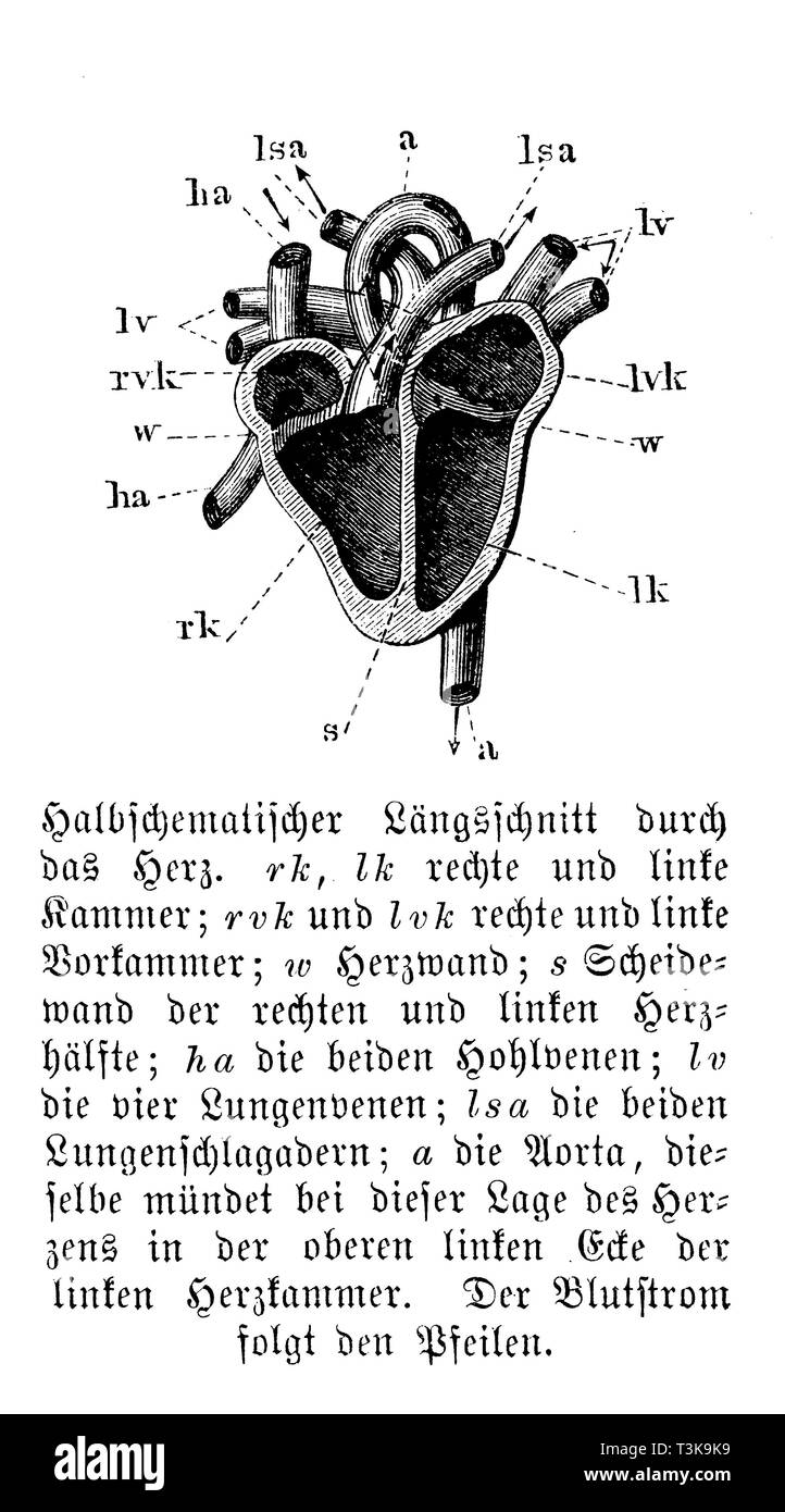 Cuore umano (semi-sezione longitudinale schematica). rk, lc) destro e ventricolo sinistro; rvk, lvk) destra e sinistra anticamera; w) parete del cuore; s) Setto di destra e la metà sinistra del cuore; ha) sia le venature; lv) quattro vene polmonari; LSA) entrambe le arterie polmonari; una aorta), lo stesso si apre nell'angolo superiore sinistro del ventricolo sinistro. Il flusso di sangue segue le frecce, anonym Foto Stock