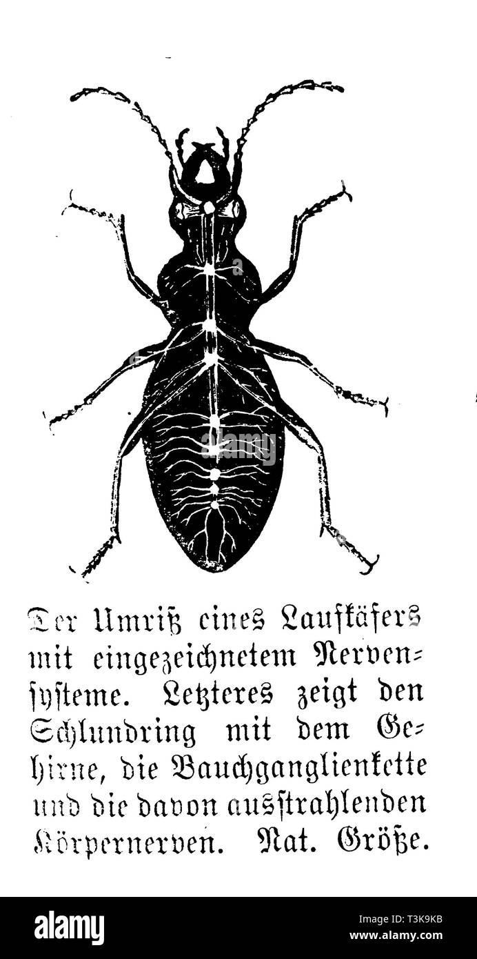 Coleottero di massa con disegnati-nel sistema nervoso. Il sistema nervoso mostra l'anello faringea con il cervello, il ganglio addominale della catena e il corpo dei nervi che si irradiano da esso., anonym Foto Stock