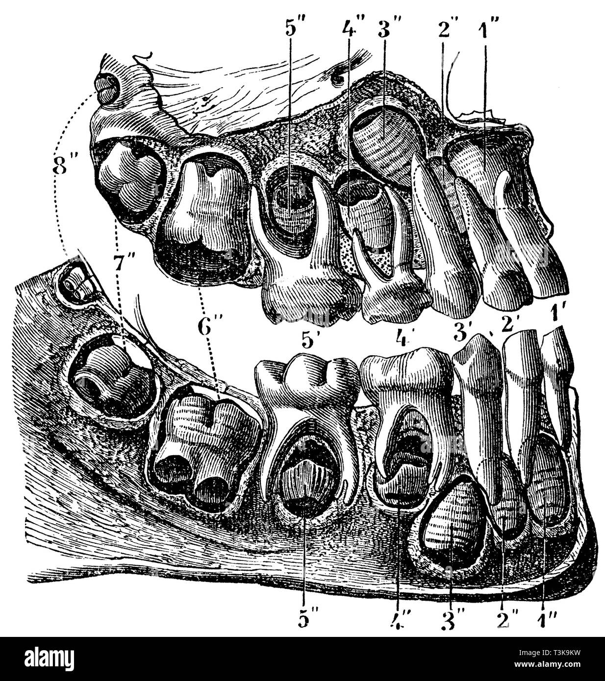Primi e secondi denti della umana 1 " 2 " 3 " 4' e 5', i denti della prima dentatura (i denti decidui); 1' a 8'' sono i denti della seconda dentatura. 1 '1'' 2' e 2'' incisivi; 3' e 3'' canini, 4' 4' a 8'' molari;primi e secondi denti umani 1' 2' 3', 4' e 5' sono i denti del primo dente (i denti di latte); 1' a 8'' sono i denti del secondo dente. 1' 1'' 2' e 2'' incisivi; 3' e 3'' canini, anonym 1877 Foto Stock