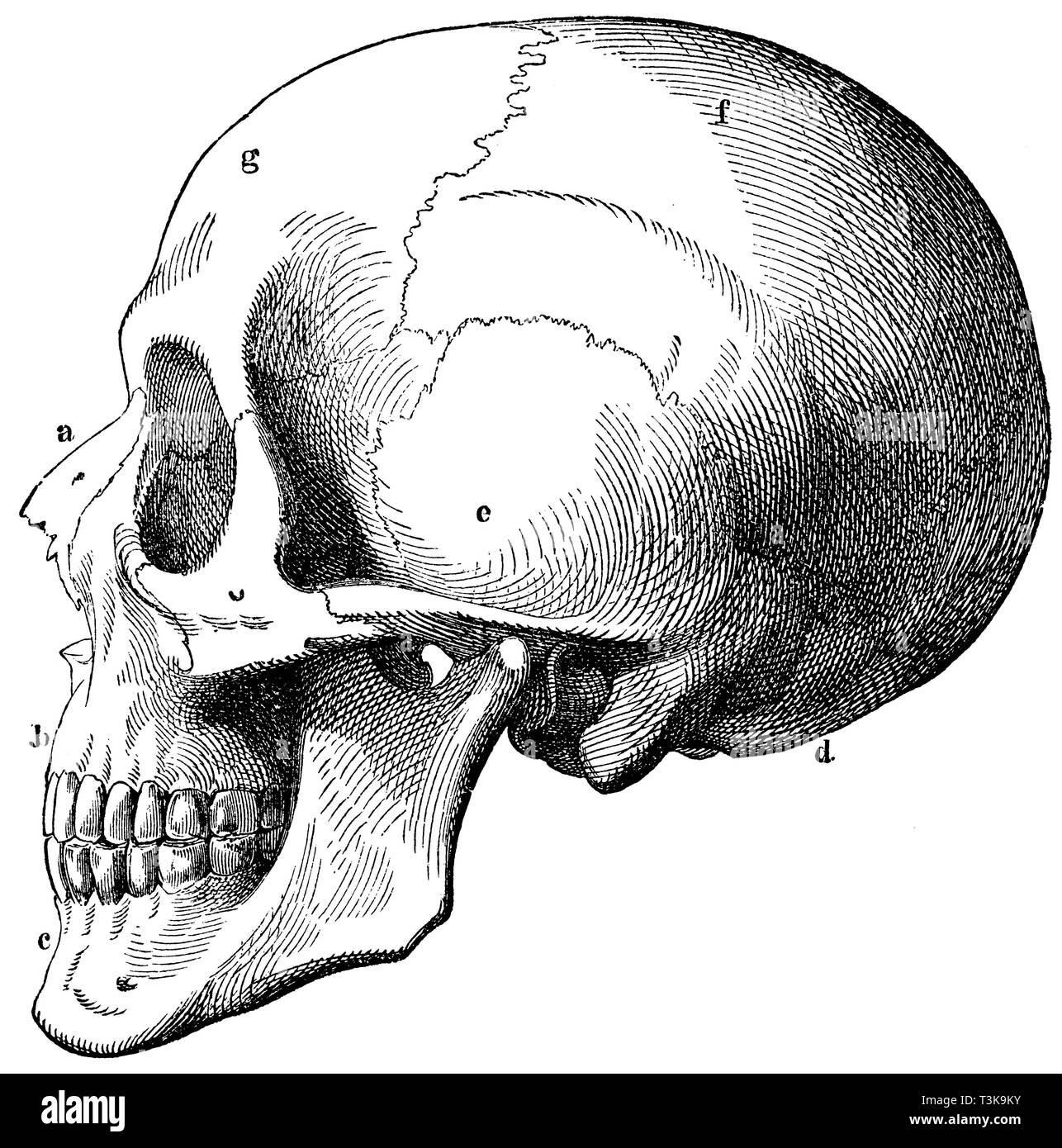 Cranio umano. a) osso nasale, b) ganascia superiore, c) la ganascia inferiore, d) osso occipitale, e) osso temporale, f) osso parietale, d) osso frontale., anonym 1877 Foto Stock