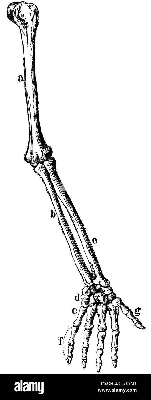 Braccio umano. a) la parte superiore del braccio, b) ulna, c) raggio, d) carpale, e) metacarpo, f) dito, g) pollice., anonym 1877 Foto Stock