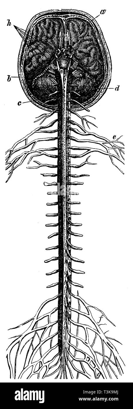 Umano: il cervello e il midollo spinale. a) grande cervello, b) midollo allungato, c) il midollo spinale, d) piccolo cervello, e) braccio plexus, f) coscia plexus, g) grandi hip nervo, h) origine dei singoli (taglio) nervi cranici., anonym 1877 Foto Stock