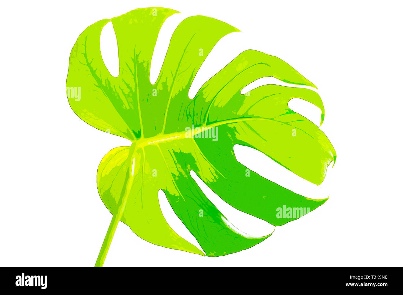 Migliorate digitalmente immagine di una foglia di monstera deliciosa. Comunemente coltivati per la decorazione di interni di edifici pubblici e come un houseplant. Nomi comuni Foto Stock