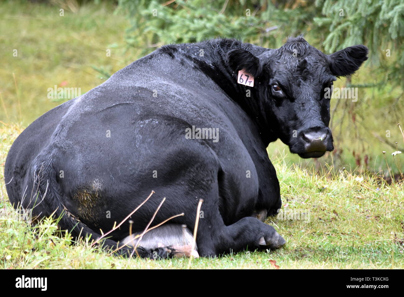 Fotografia di un grasso mucca nera che stabilisce in un campo in British Columbia Canada che è guardando indietro alla fotocamera. Foto Stock