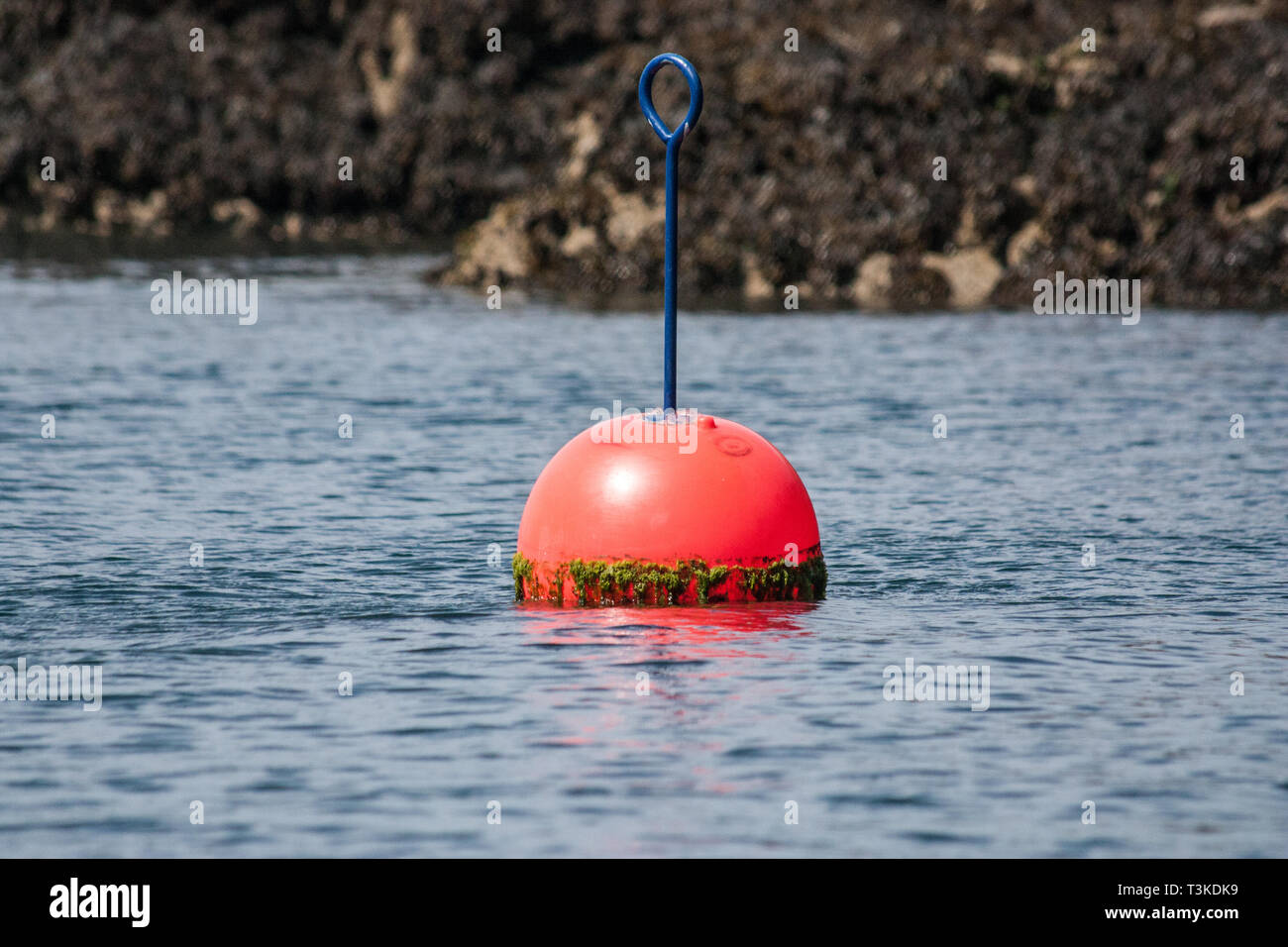 Round Boa off isola Skomer Pembrokeshire wales Foto Stock