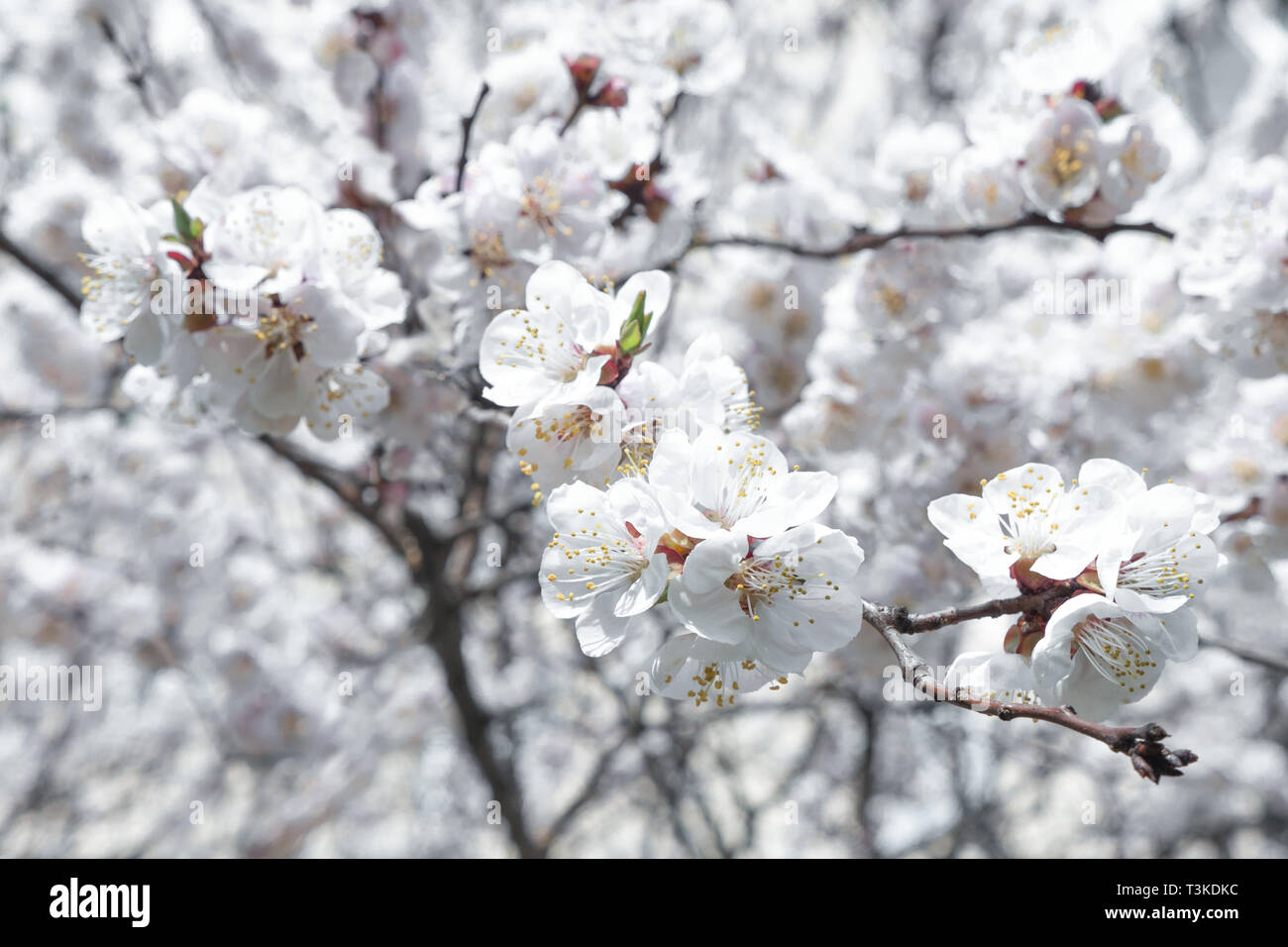 Sfondo di fioritura. Albero da frutta fiori. Inizio della primavera. Albero di albicocche blossoms. Racemo di albicocca tree. Allergia alla fioritura. Foto Stock