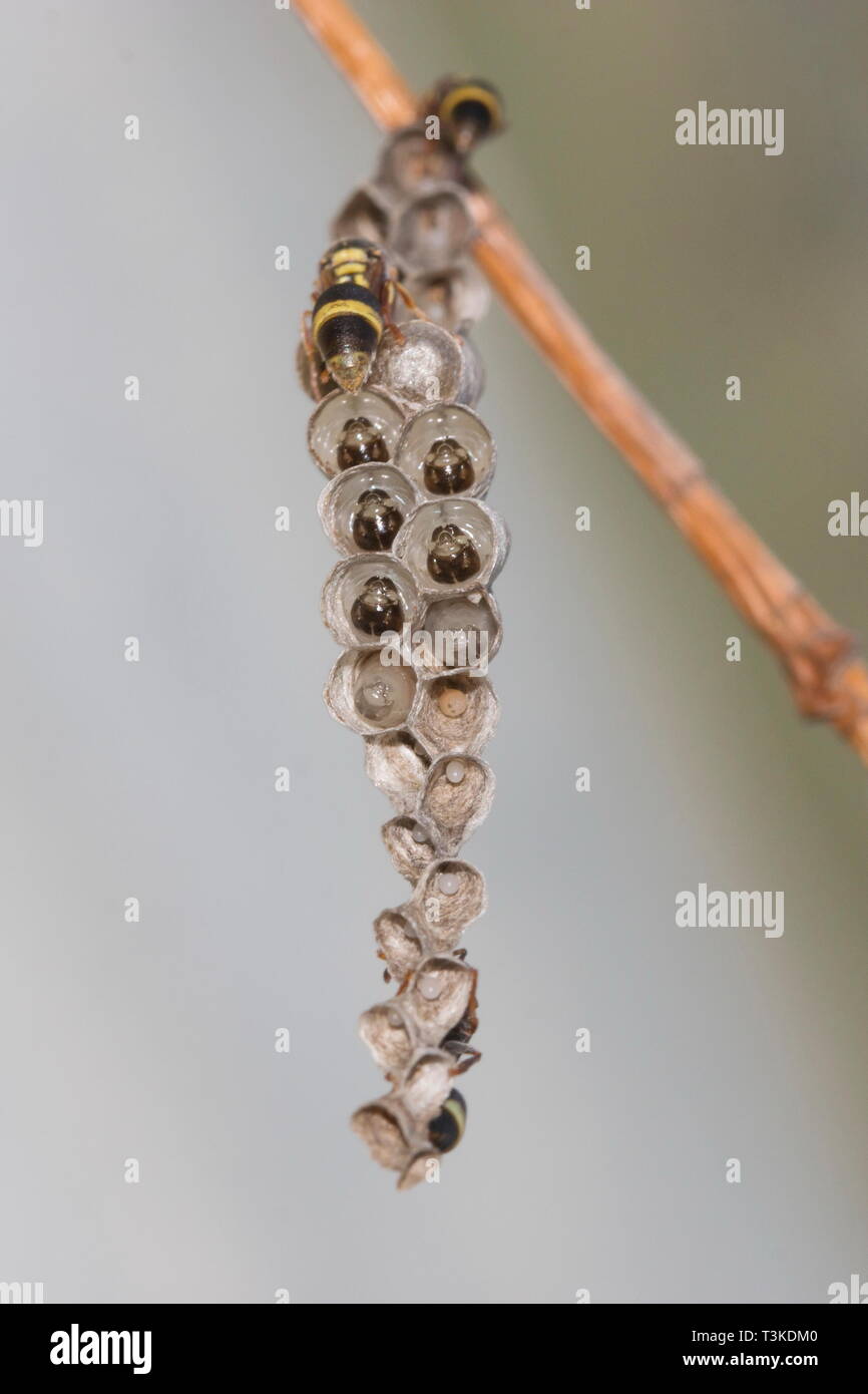 La carta di un nido di vespe dalla famiglia Ropalidia shot con il fuoco selettivo che mostra le pupe a vari stadi di sviluppo. Il nido viene costruito su un giapponese di bam Foto Stock