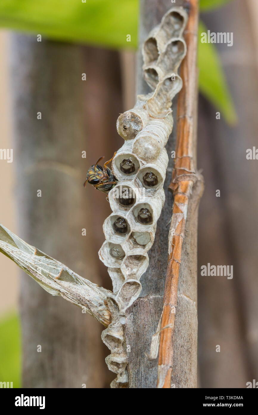 Una carta wasp dalla famiglia Ropalidia guardare oltre il suo nido pieno di pupe a vari stadi di sviluppo. Il nido viene costruito su un giapponese piano di bambù Foto Stock