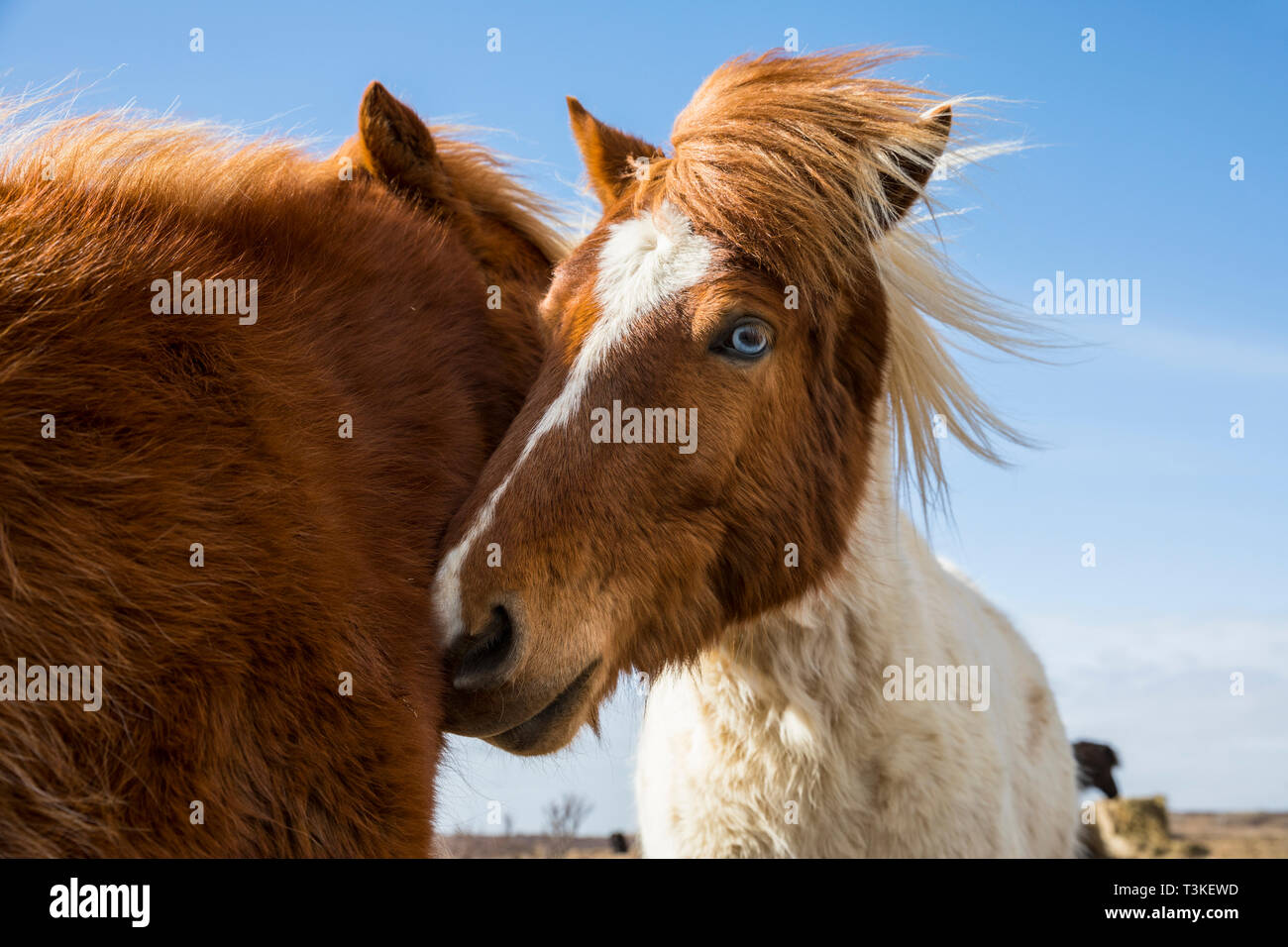 Due marrone cavalli islandesi close up Foto Stock