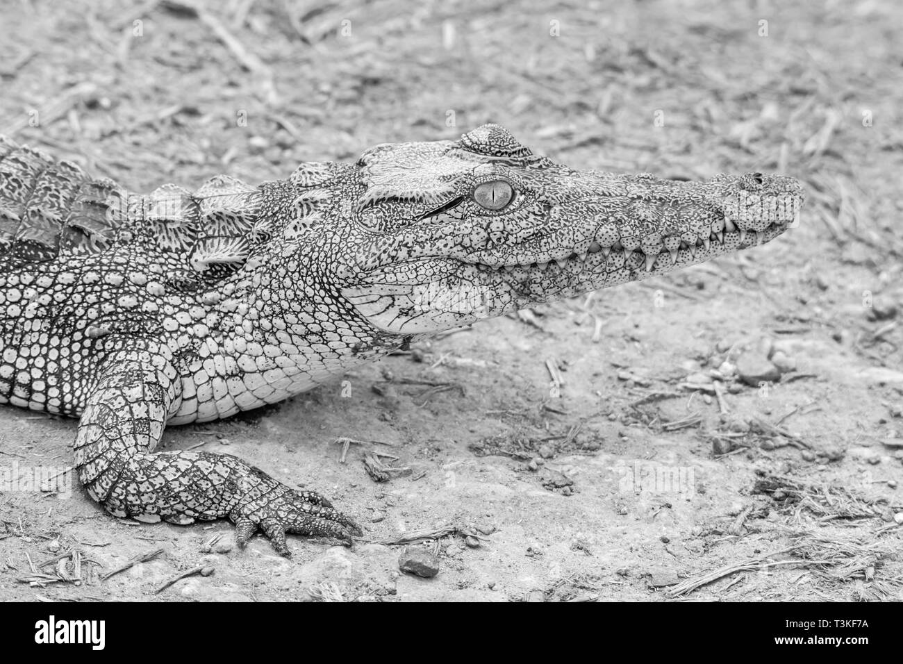 Un bambino coccodrillo del Nilo in appoggio su di un argine nel sud della savana africana Foto Stock