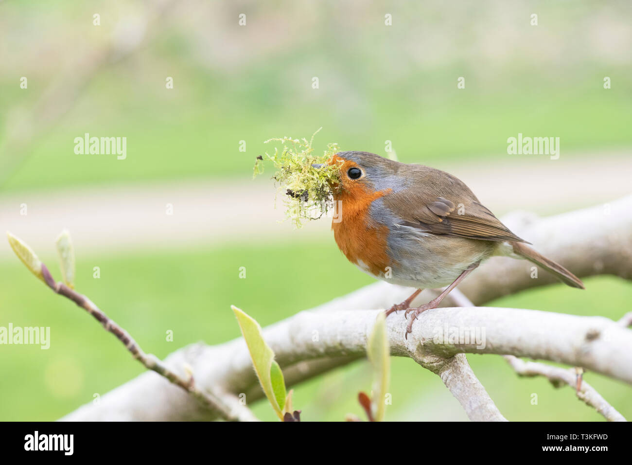 Erithacus Rubecula. Robin con materiale di nidificazione nel suo becco in un giardino inglese Foto Stock