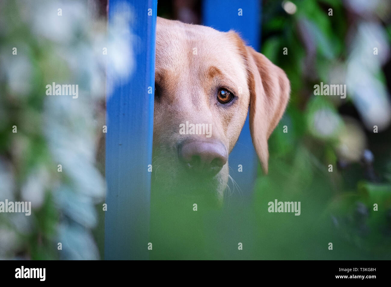 Il Labrador Gundogs Foto Stock