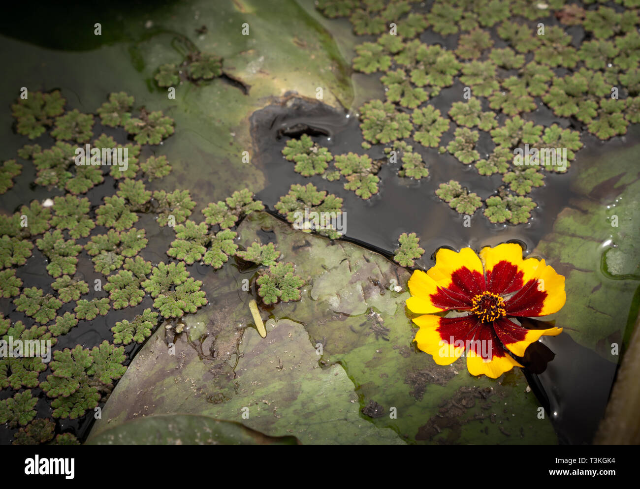 Un fiore flottante in una composizione con le foglie in acqua Foto Stock