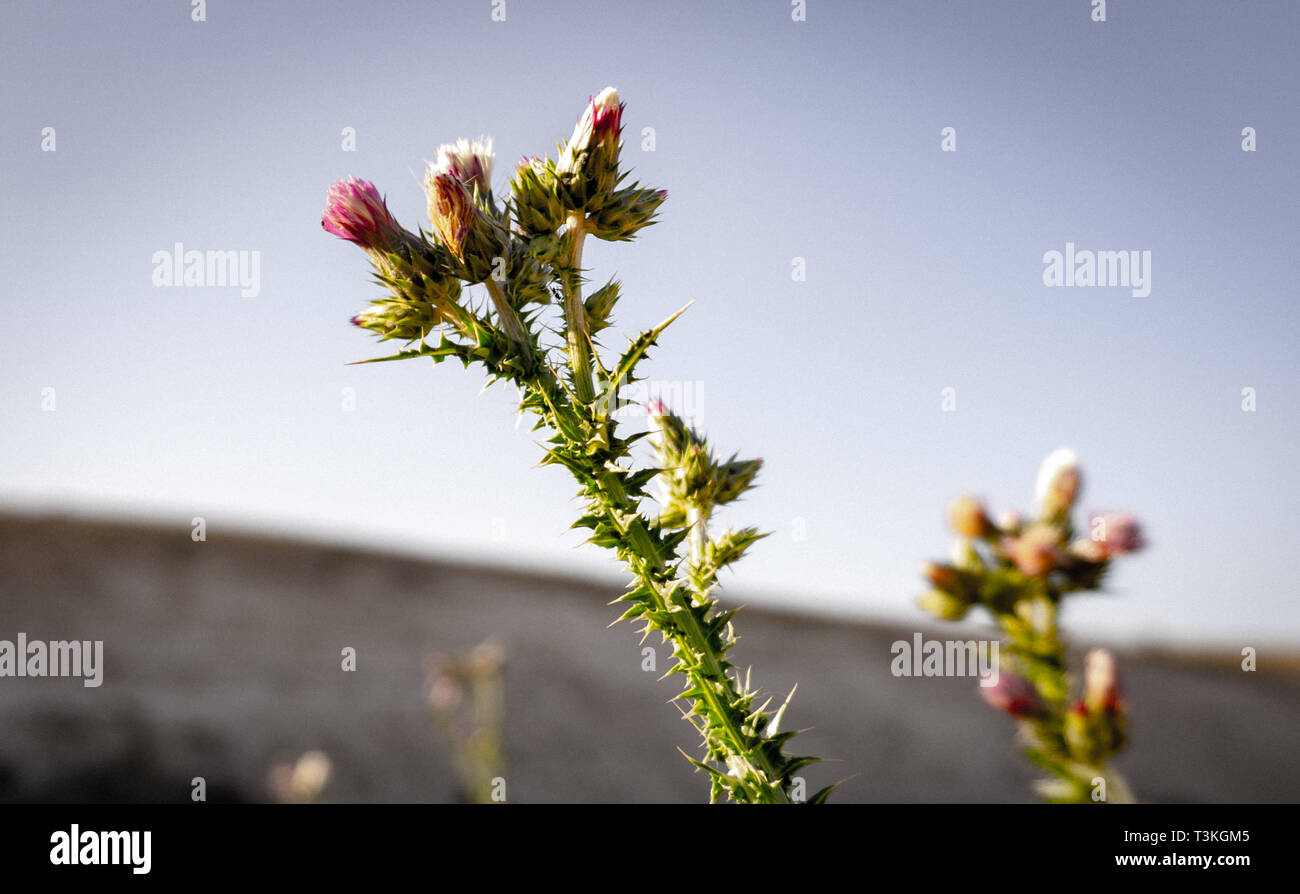Un argento thistle in fiore nel deserto Foto Stock
