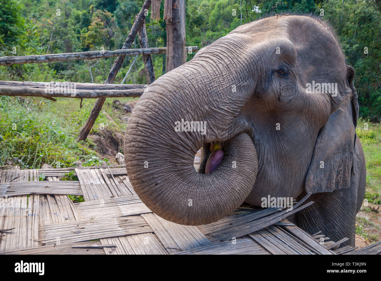 Elephant mangiare banane, elefante santuario Foto Stock