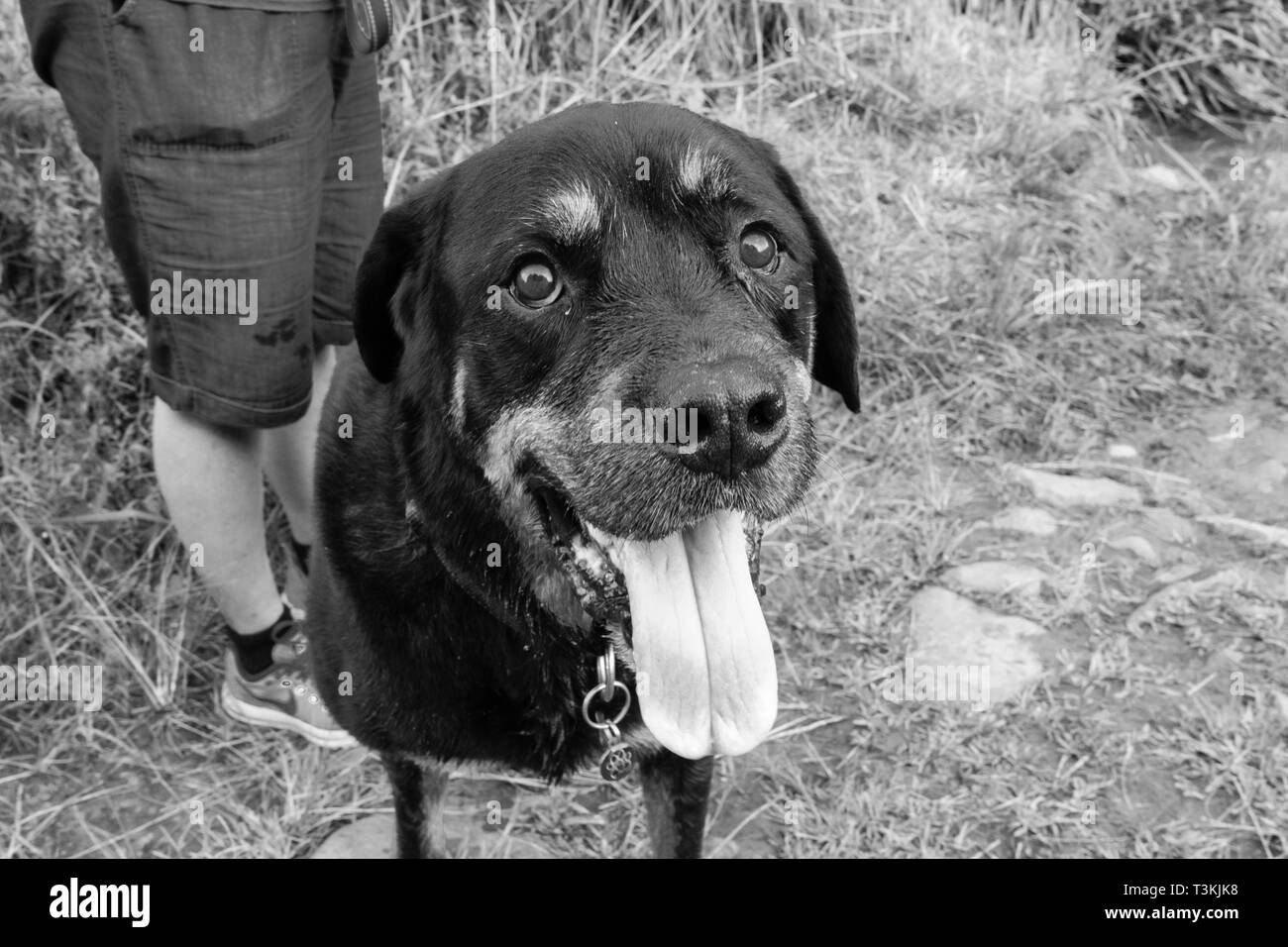 Un ritratto in bianco e nero di un vecchio maschio Rottweiler. Foto Stock