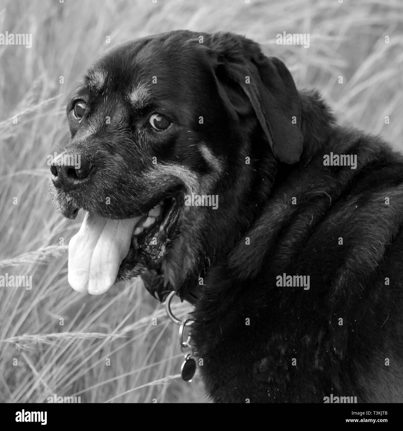 Un ritratto in bianco e nero di un anziano Rottweiler maschio in una passeggiata in paese. Foto Stock