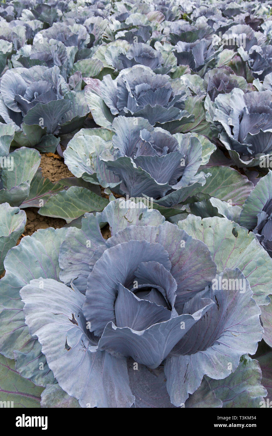 Cavolo rosso / viola cavoli (Brassica oleracea convar. var. capitata rubra) raccolto sul campo Foto Stock