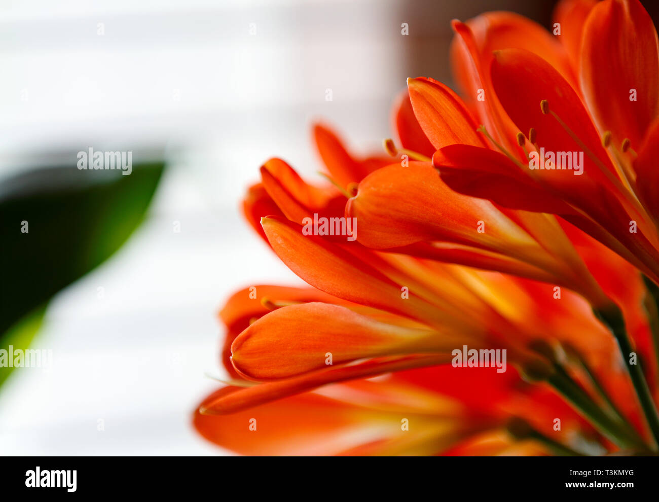 Bella clivia che fiorisce con un sacco di piccoli fiori arancione su una finestra Foto Stock