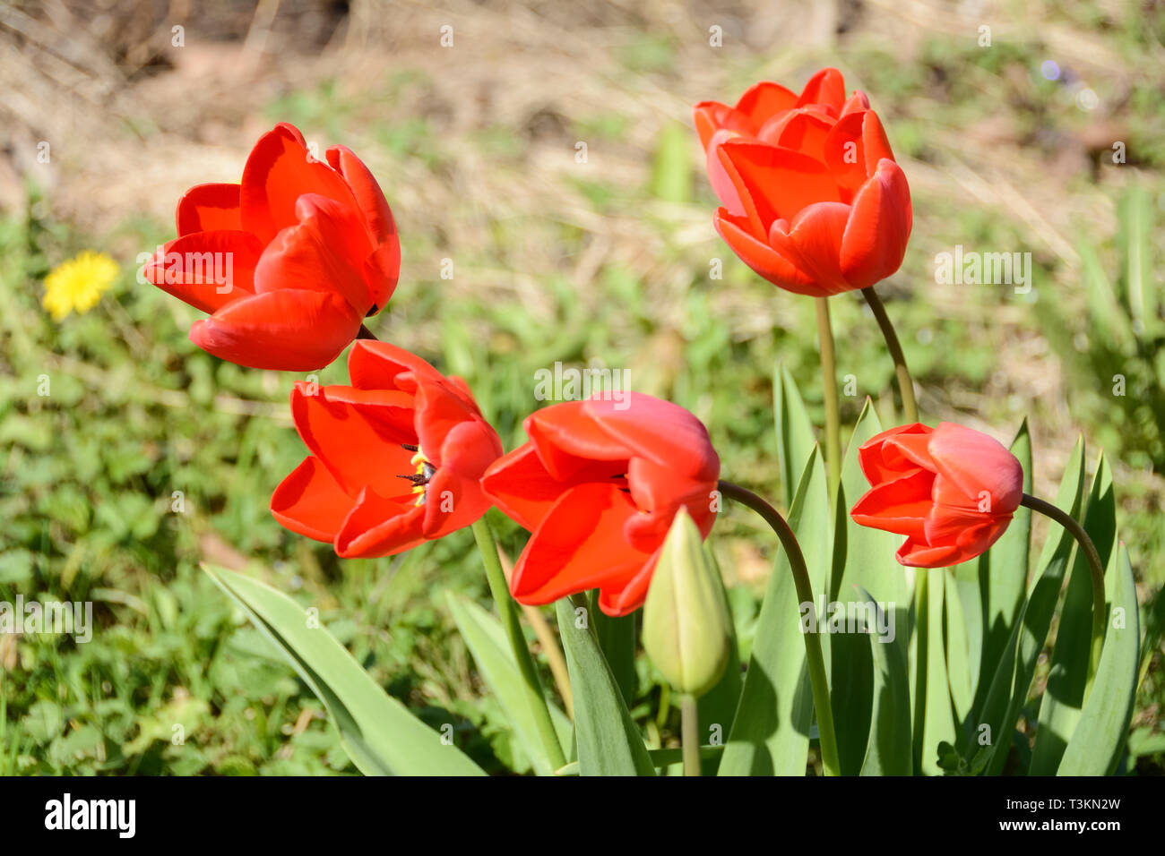 Vivacemente colorate di rosso tulipani su una giornata di primavera Foto Stock