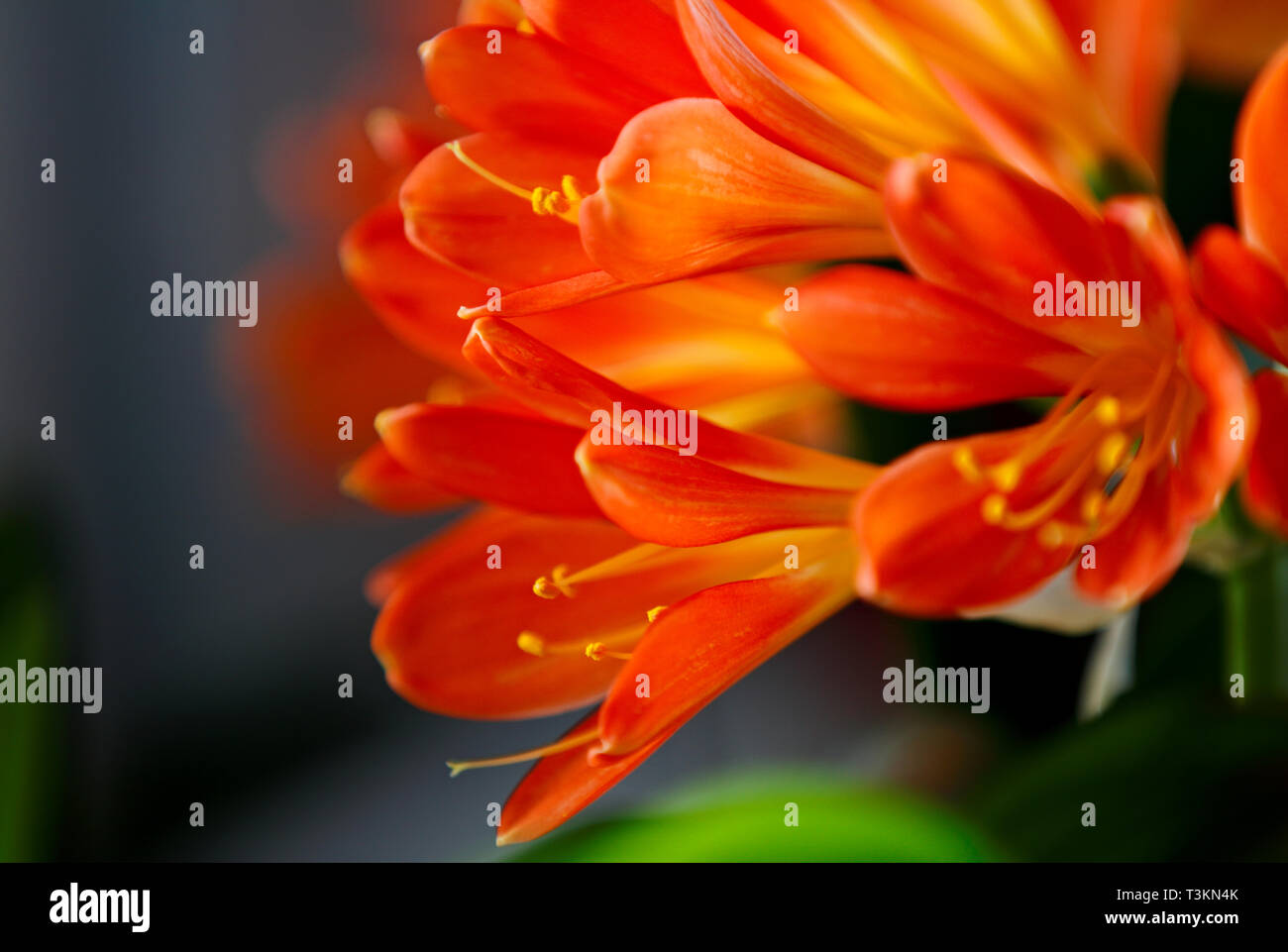 Bella clivia che fiorisce con un sacco di piccoli fiori arancione su una finestra Foto Stock