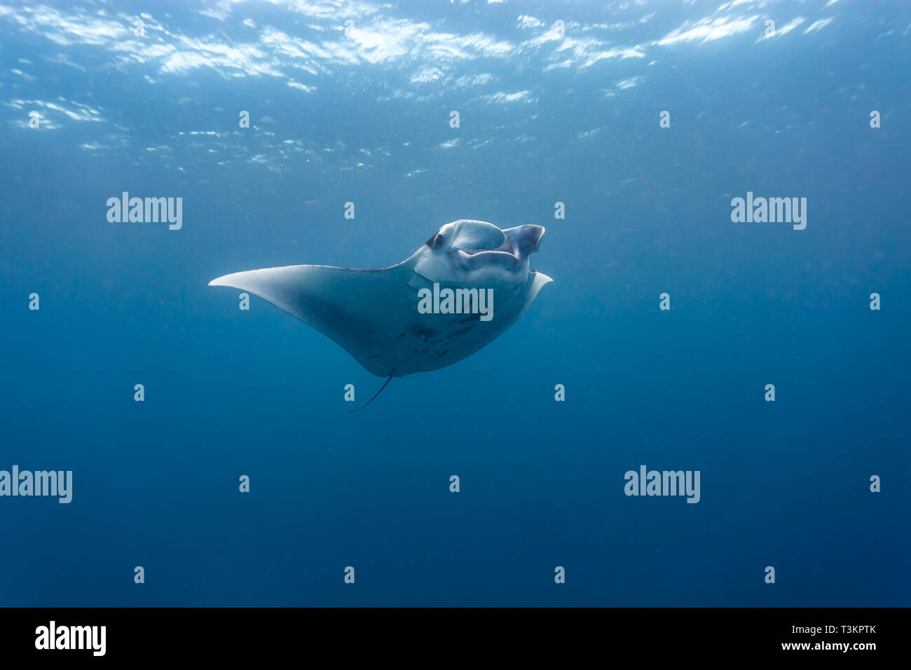 Primo piano della parte inferiore della Oceanic gigante mante, Manta birostris, in Palau Foto Stock
