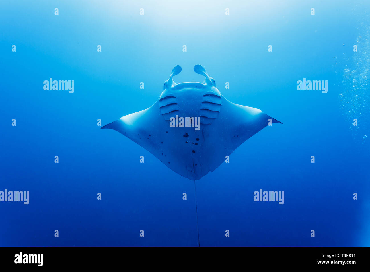 Primo piano della Oceanic gigante mante, Manta birostris, underbelly Foto Stock