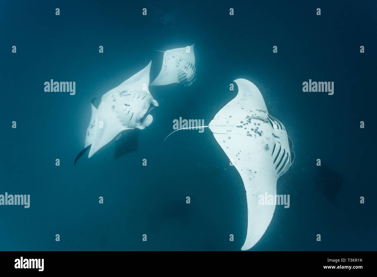 Primo piano di 4 della Oceanic gigante mante, Manta birostris, in Palau Foto Stock