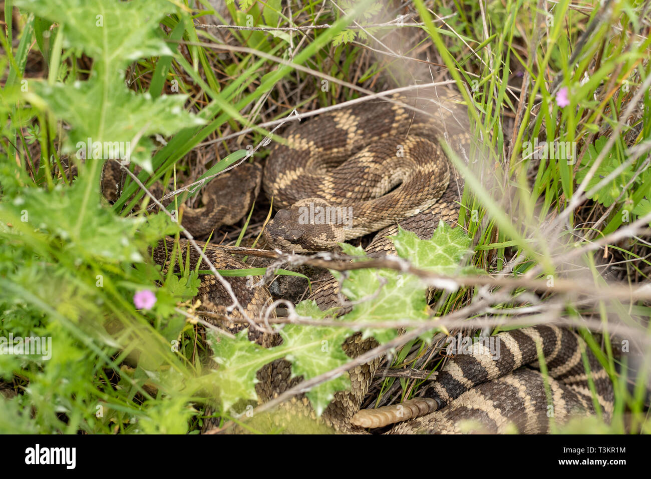 Una coppia di rattlesnakes creare la prossima generazione di rattlesnakes. Foto Stock