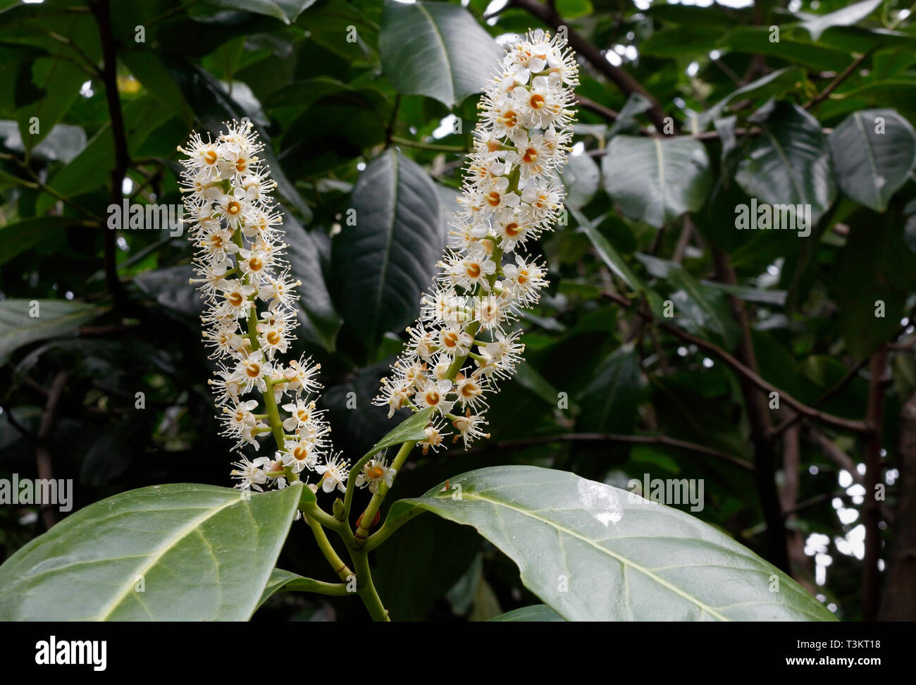 Fiori dell'alloro portoghese Evergreen - Prunus lusitanica Portugal alloro Foto Stock