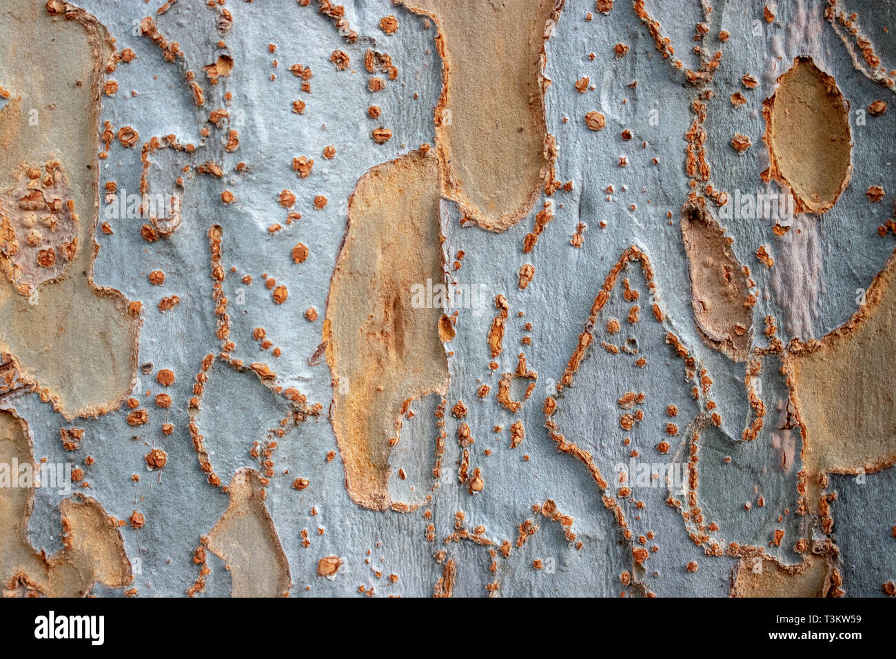 Corteccia di albero di sfondo testurizzata Foto Stock