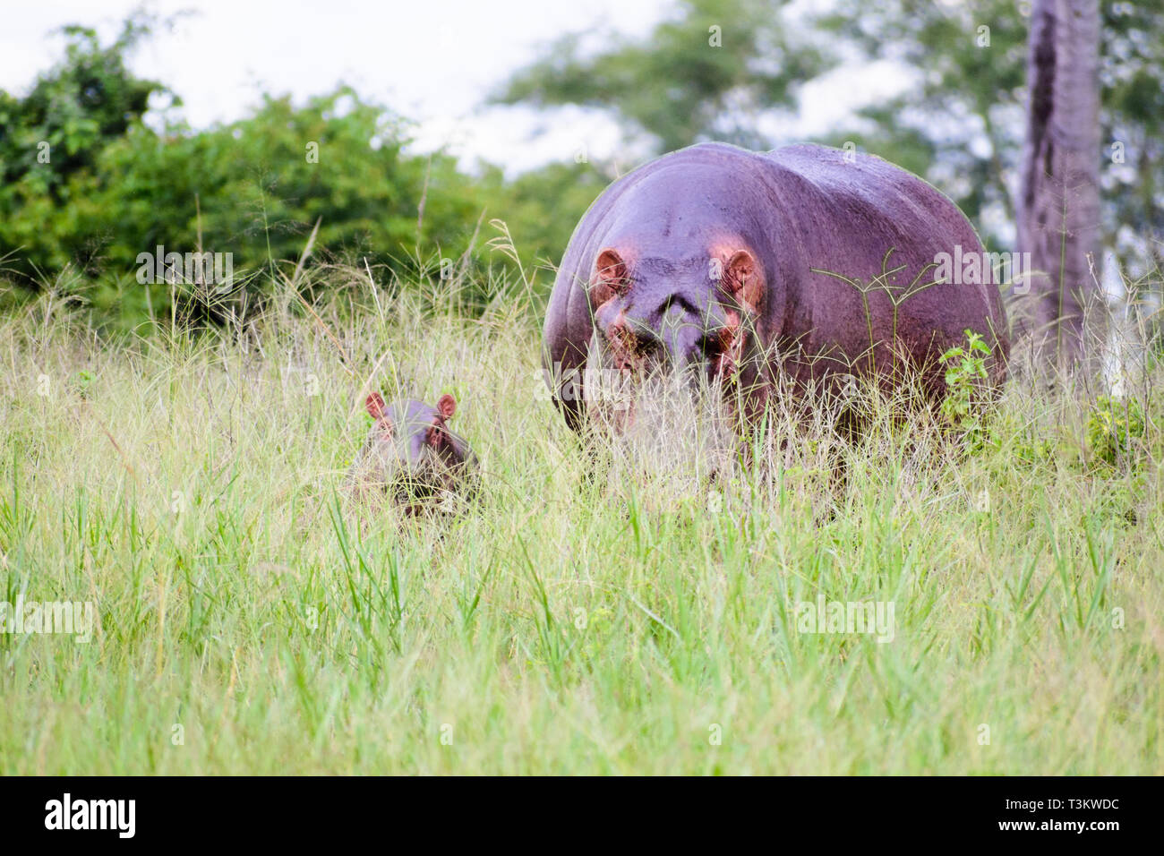 Ippopotamo e il suo vitello nascondendo in erba alta Malawi Foto Stock
