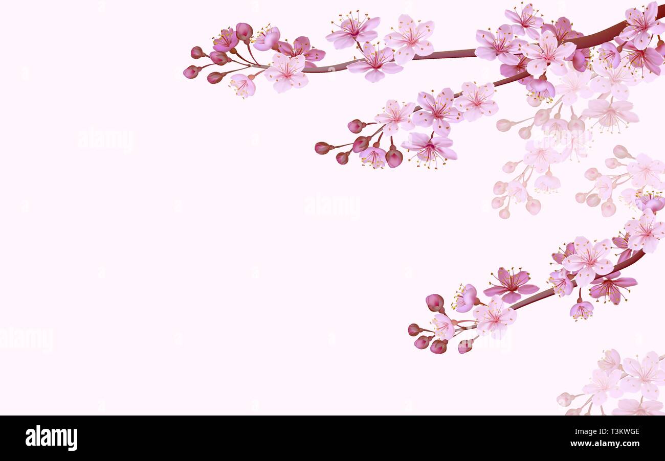 Cinese realistico rosa sakura background sul morbido sfondo rosa. Modello Oriental Blossom fiore primavera sfondo. 3D natura vettore di sfondo Illustrazione Vettoriale