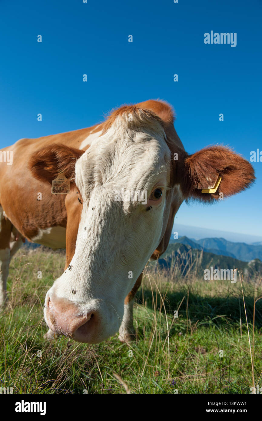 Il pascolo di vacca in un pascolo nel selvaggio Foto Stock