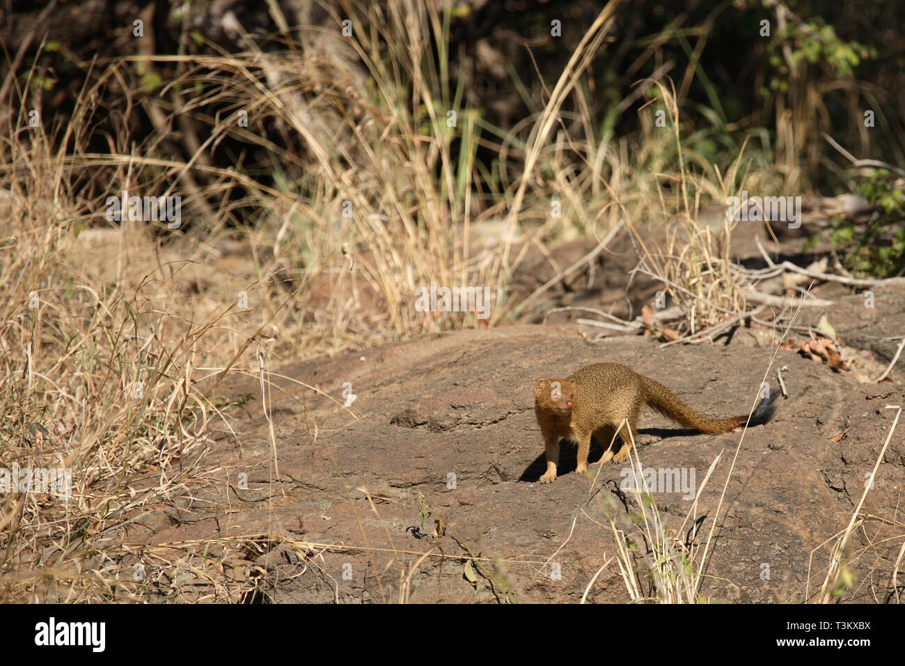 Schlankmanguste / esili mongoose / Galerella sanguinea Foto Stock