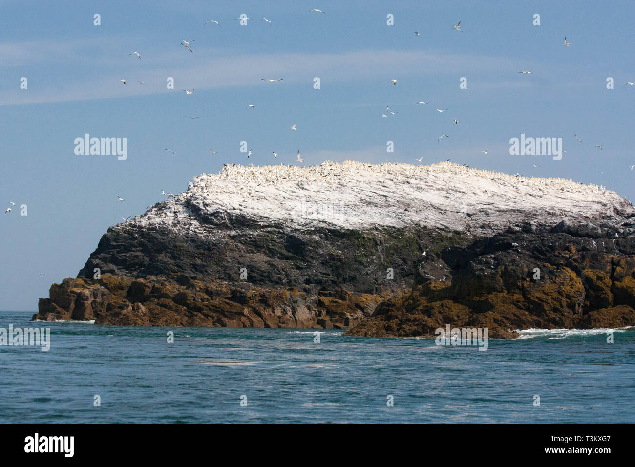 Grande colonia Gannet sulla piccola isola di Grassholm Pembrokeshire Foto Stock