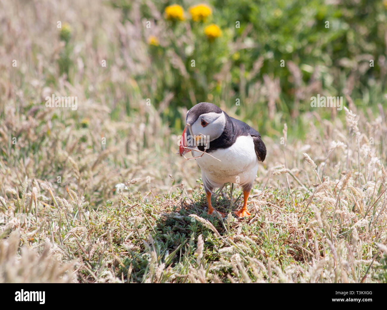 Nidificazione di pulcinelle di mare sull isola Skomer Cornovaglia Foto Stock