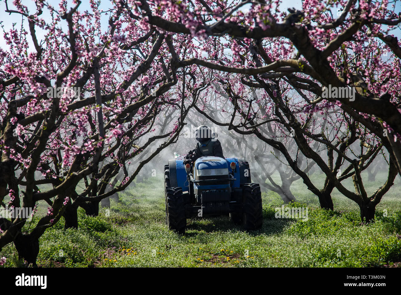 Contadino con il trattore servendosi di un getto di aria irroratrice con una sostanza chimica insetticida o fungicida nel frutteto di alberi di pesco in Grecia settentrionale Foto Stock